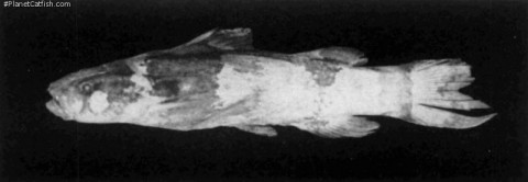 Gomes' photo of holotype