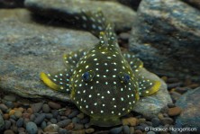 L31 Parancistrus nudiventris