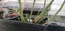 The horsetail as it appeared in late July when tomatoes were added to the HOB