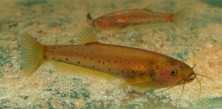 Trichogenes claviger, a catfish endemic to the Atlantic forest and<br />headwaters of the Itapemirim River, in southern Espírito Santo state, Brazil. CC-BY-4.0