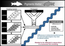 Graphical Abstract