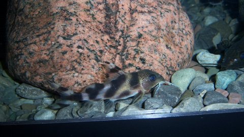 Synodontis decora 3.JPG