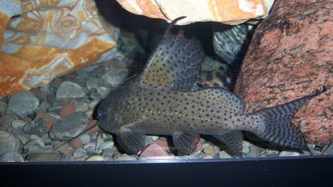 Synodontis euptera 9.JPG