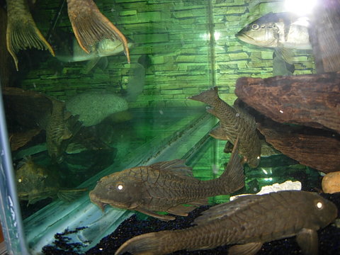 pineapple plecos 019.jpg