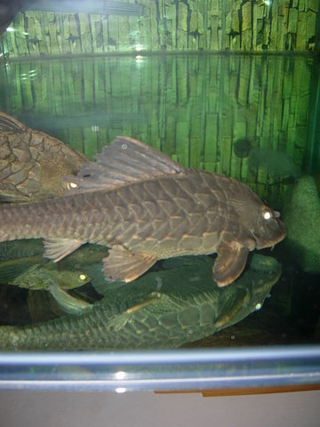 pineapple plecos 021.jpg