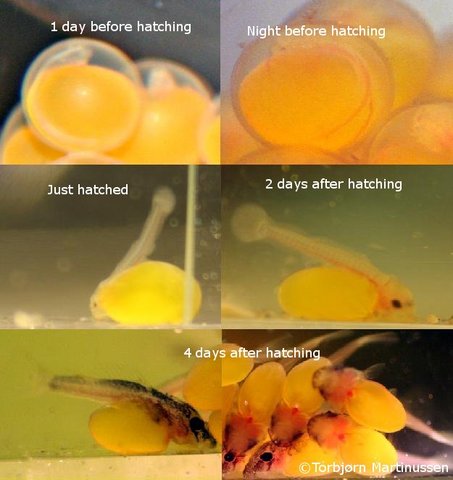 L183 fry hatching.JPG