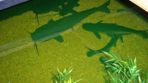 mixed crowd - two channel cats, three ID sharks, one marbled pim