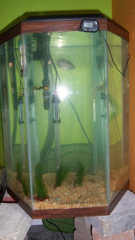 quarantine tank