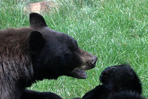 Mother bear with cub