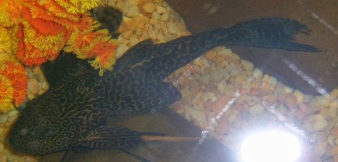Is this just a common pleco???