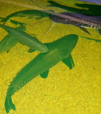 New O. niger named Hoover, ~3' from Shark Aquarium, Hillside NJ (greater NYC)
