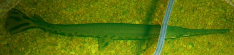 New longnose gar, Twizzers, from Eddi's aquarium center near Albany, NY