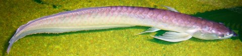 1.5' Ag Arowana from John L., Clifton Park, NY (Albany) named Joan