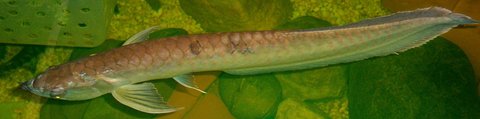 1.5' Ag Arowana from John L., Clifton Park, NY (Albany) named Joan