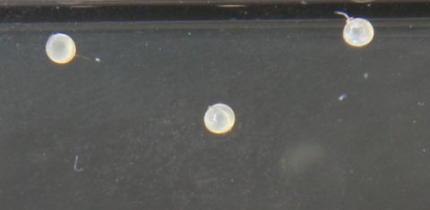 Eggs on glass in rearing tank