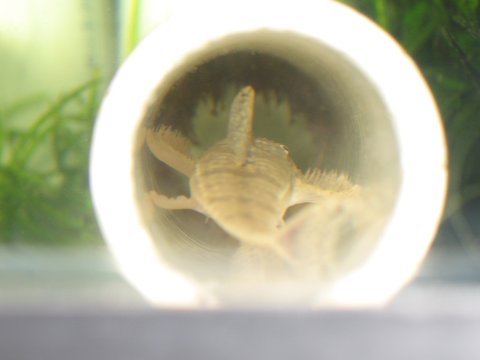 male whiptail with fry and eggs.JPG