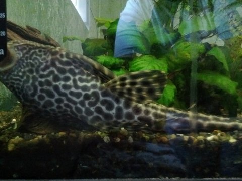 Pleco- Ventral.jpg