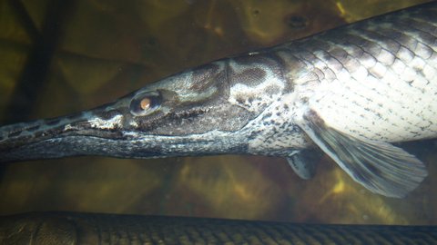 small FL gar snout 1.jpg