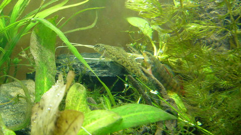 darters an plecos 036.JPG