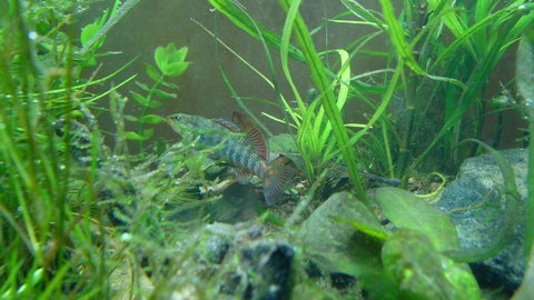 darters an plecos 052.JPG