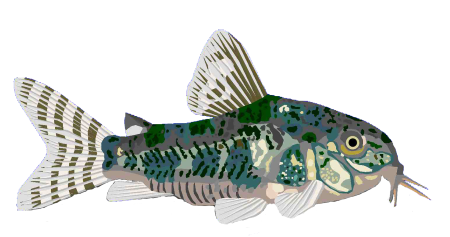 Catfish Logo