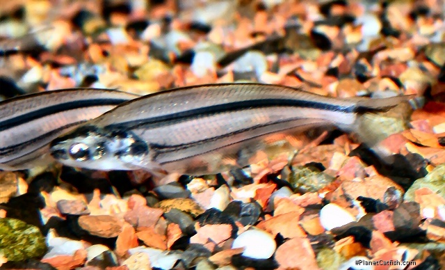 PlanetCatfish.com - Parailia pellucida