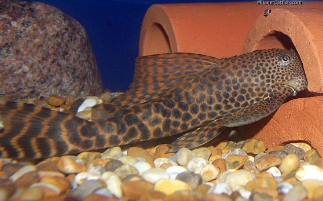 Male in front of his spawning cave