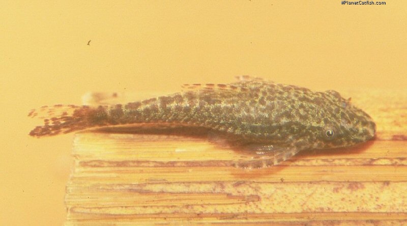 Hisonotus leucofrenatus