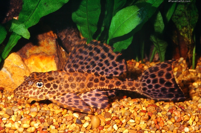 Given a large enough tank, the tiny pleco you purchase today could become a 2- or 3-foot monster in short order. Be sure you have a tank large enough to accommodate the adult size of any pleco you acquire.