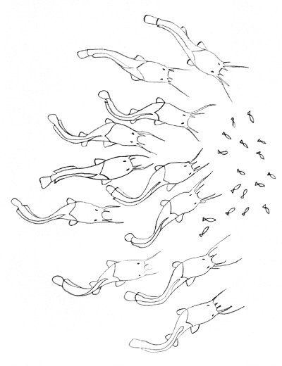 Sketch showing collaborative hunting behaviour