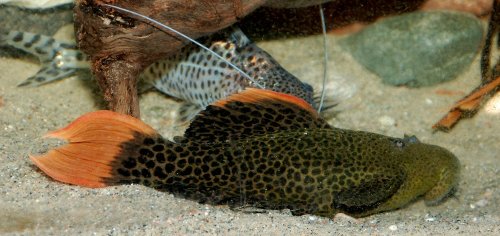 <em>Pseudacanthicus leopardus</em>