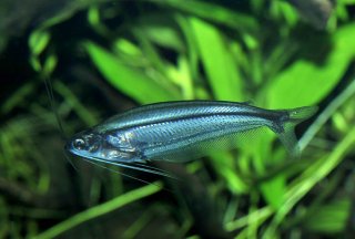 PlanetCatfish.com - Parailia pellucida • Schilbeidae • Cat-eLog