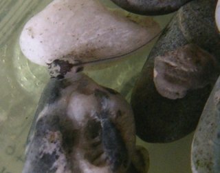 Dorsal view in pebbles