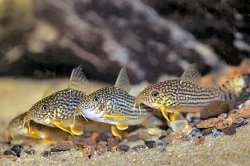From the article Corydoras 101