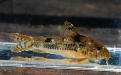 From the article In search of Corydoras carlae