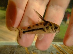 From the article In Search of Corydoras boesemani