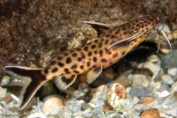 From the article Visually comparing Synodontis petricola & S. lucipinnis