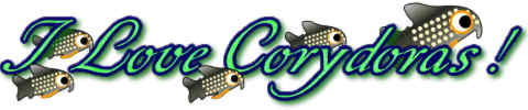 I love Corydoras