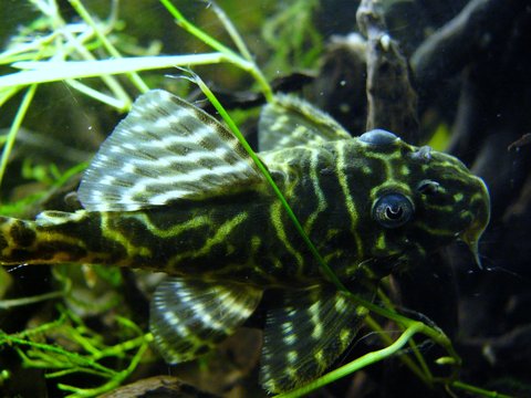 darters an plecos 011.JPG