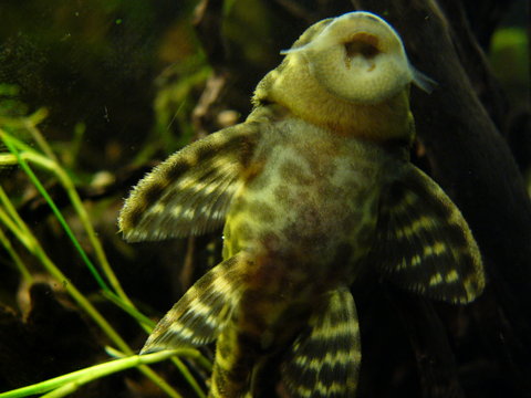 darters an plecos 012.JPG