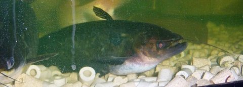 Ompok 1.jpg