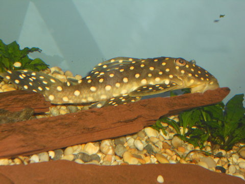 orinoco angle pleco