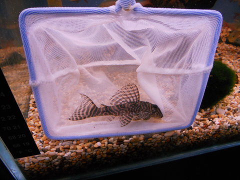 plecos SNA 051.JPG