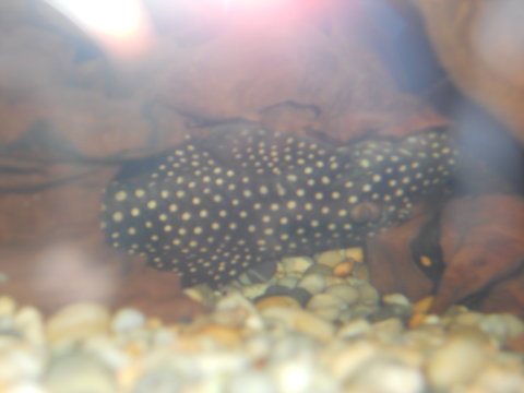 plecos SNA 052.JPG