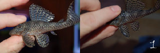 ident1.jpg