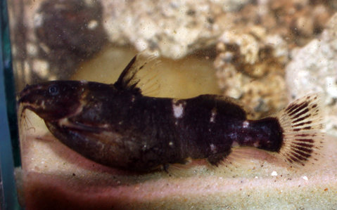 female