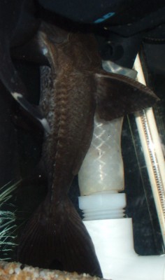 Turushuki (2).JPG