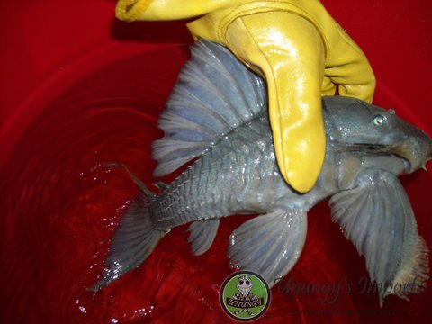 Blue Eye Pleco Cochliodon 04.jpg