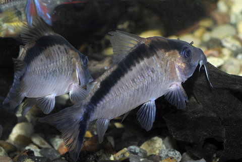 Corydoras narcissus 08.jpg