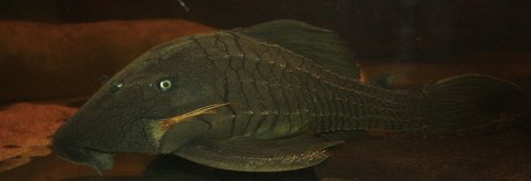 IMG_4603 (1250x427).jpg